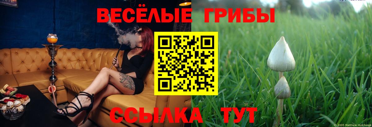 Псилоцибиновые грибы GOLDEN TEACHER Хабаровск